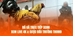 Đá Gà Trực Tiếp SC88 - Xem Live 4K & Cược Đấu Trường Thomo