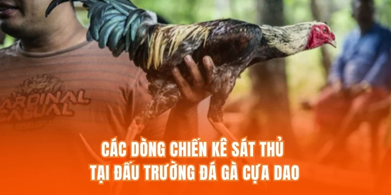 Các dòng chiến kê sát thủ tại đấu trường Đá gà cựa dao