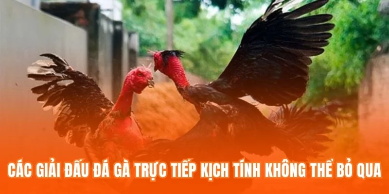 Các giải đấu Đá gà trực tiếp kịch tính không thể bỏ qua