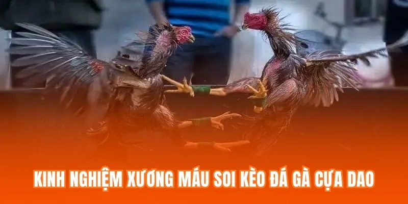 Kinh nghiệm xương máu soi kèo Đá gà cựa dao