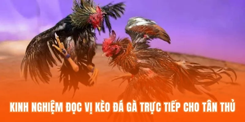 Kinh nghiệm đọc vị kèo Đá gà trực tiếp cho tân thủ
