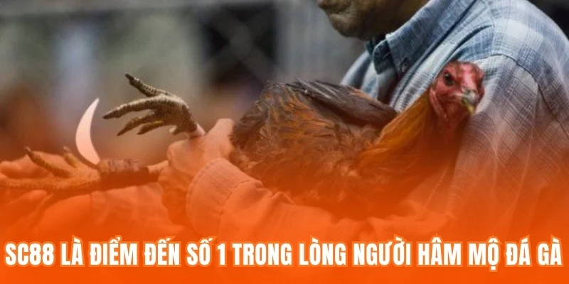 SC88 là điểm đến số 1 trong lòng người hâm mộ đá gà