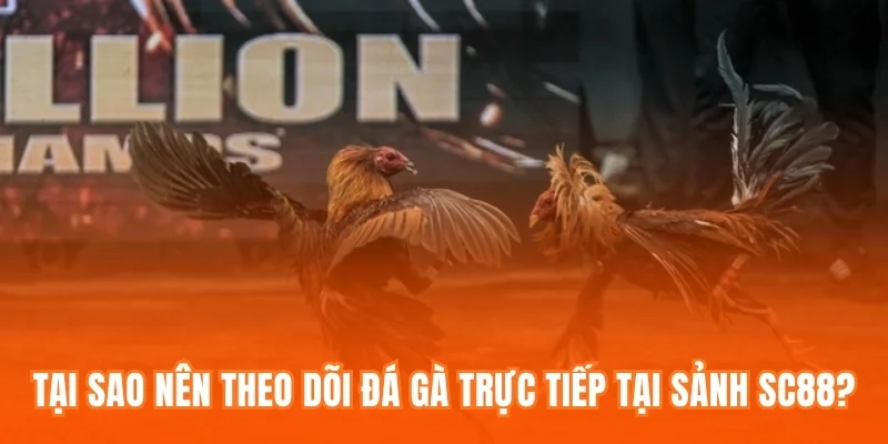 Tại sao nên theo dõi Đá gà trực tiếp tại sảnh SC88?